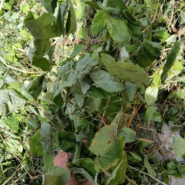 淫羊藿仙灵脾甘肃礼县淫羊藿产地直销代销代售中药材