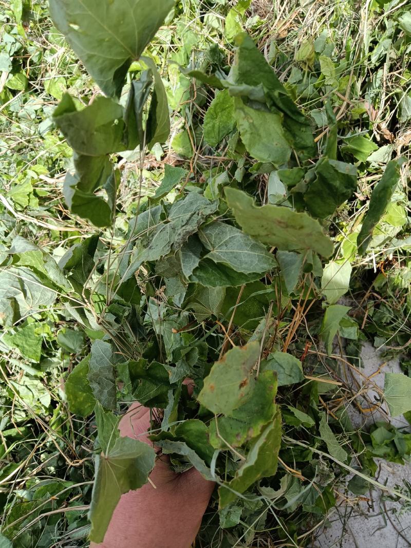淫羊藿仙灵脾甘肃礼县淫羊藿产地直销代销代售中药材