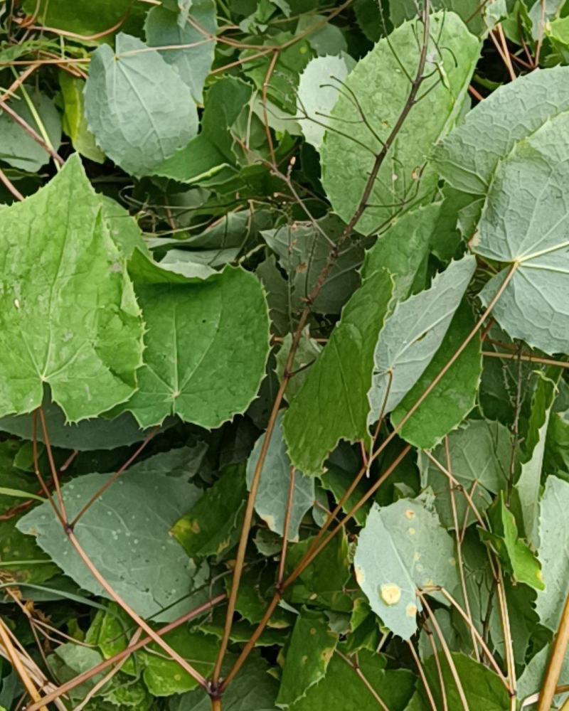 淫羊藿仙灵脾甘肃礼县淫羊藿产地直销代销代售中药材