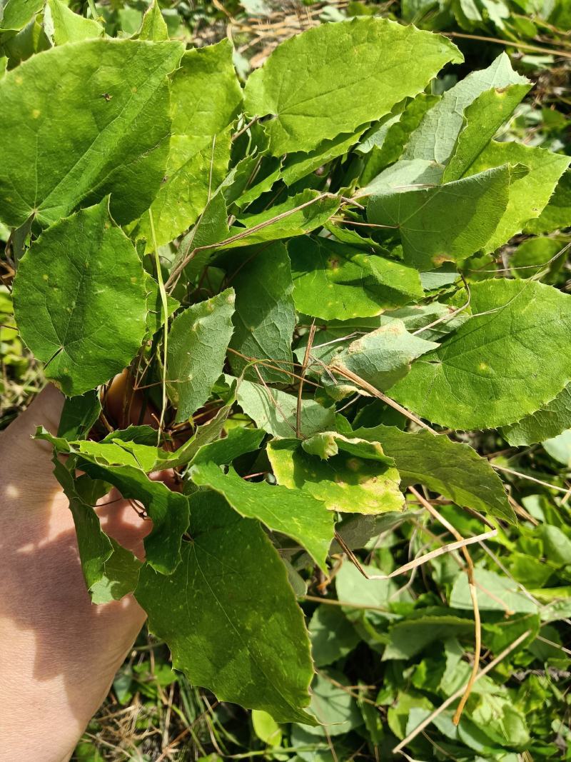 淫羊藿仙灵脾甘肃礼县淫羊藿产地直销代销代售中药材