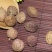 春砂仁广东正宗春砂仁中药材春砂仁养胃泡茶煲汤蒸肉