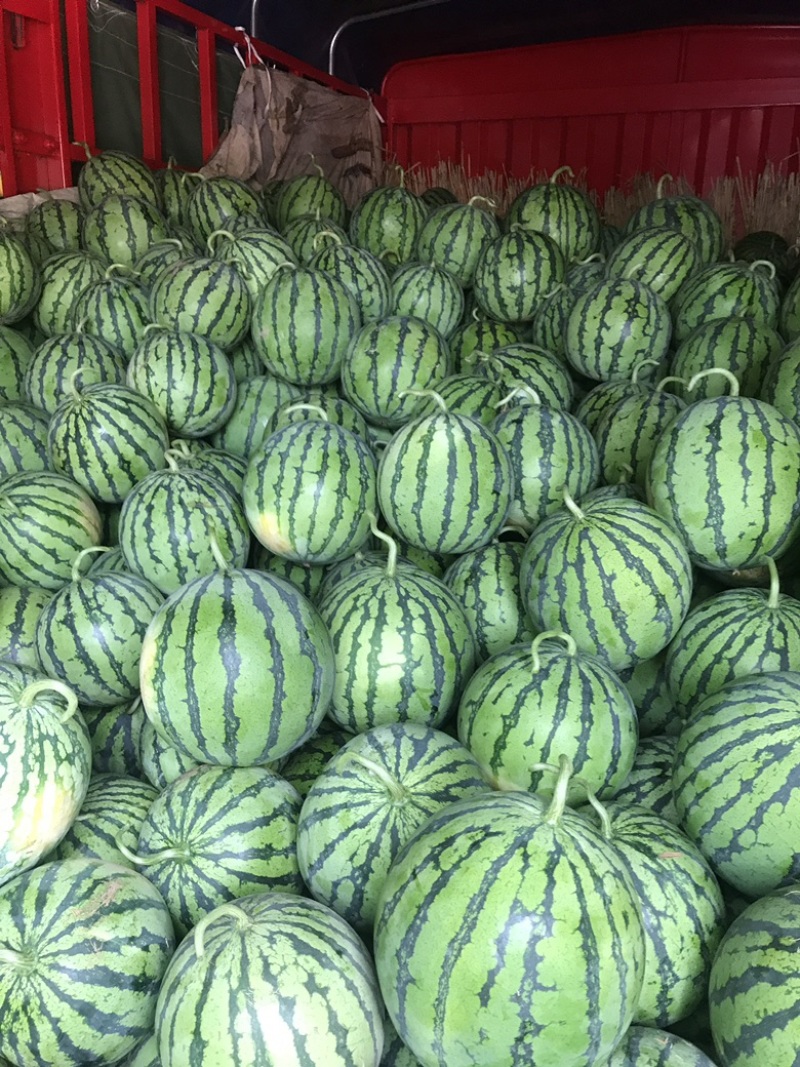 美都8424西瓜产地直销保质保量欢迎咨询