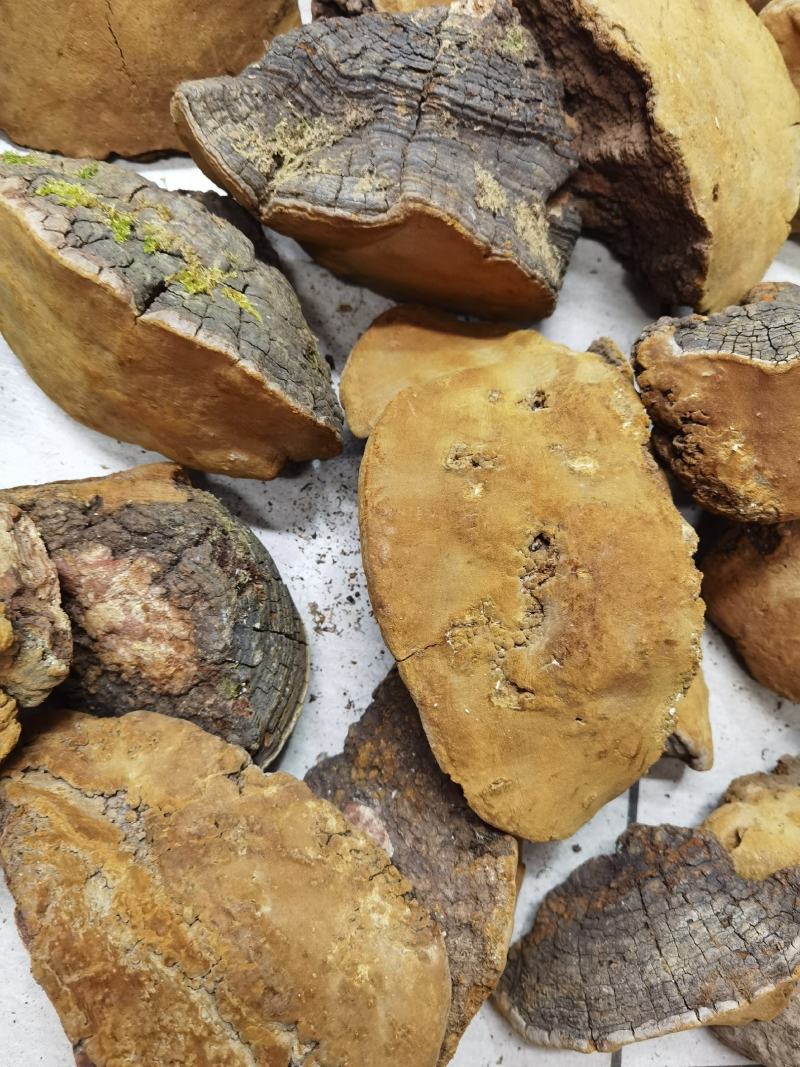 西藏桑黄野生天然马蹄桑黄一公斤起包邮大量一手货源质量保证