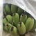 苹果蕉