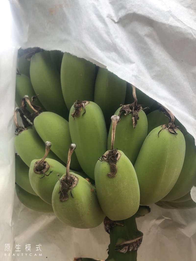 苹果蕉