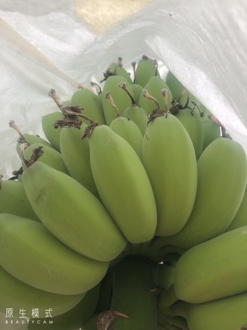 苹果蕉