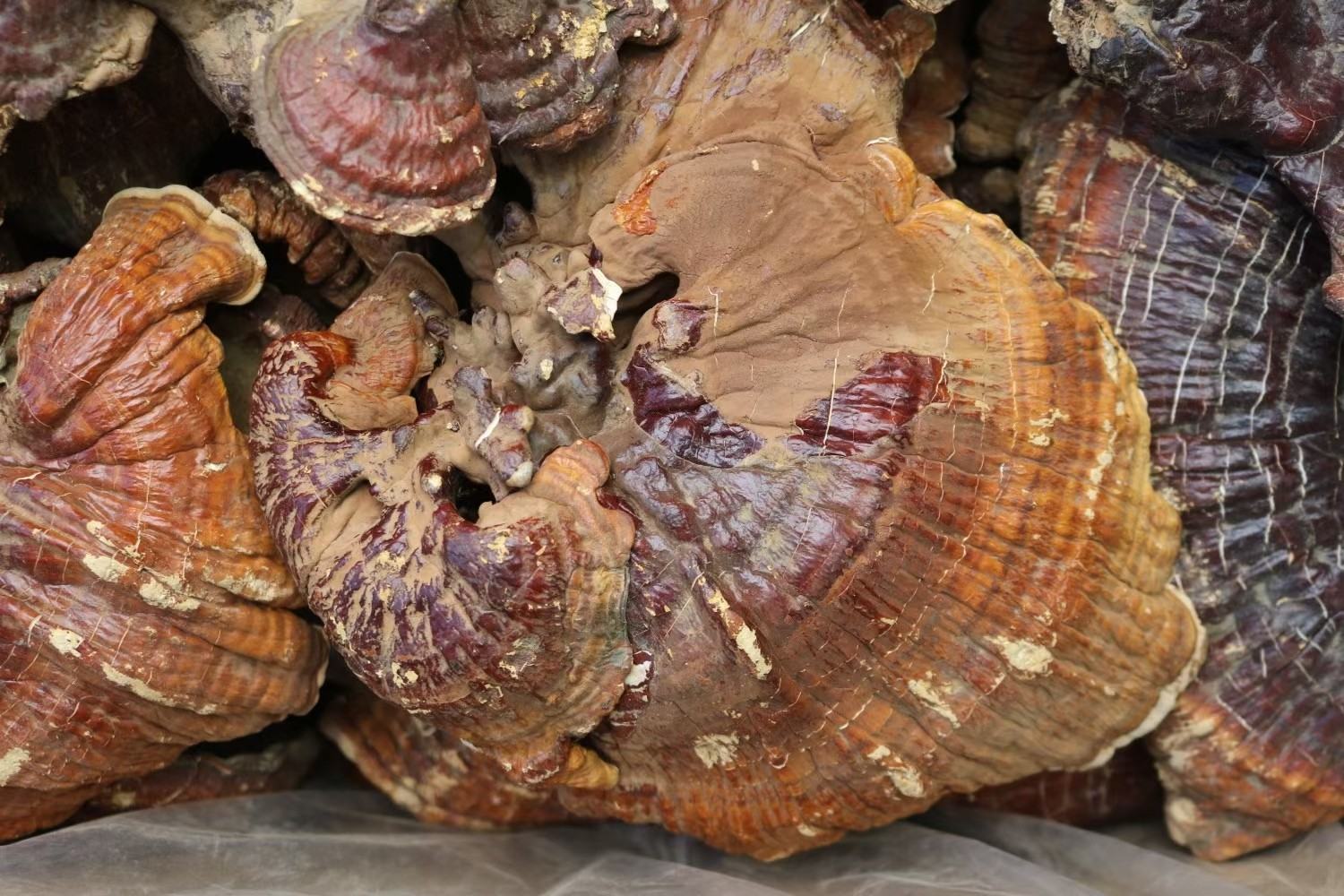 野生金边赤灵芝生长环境