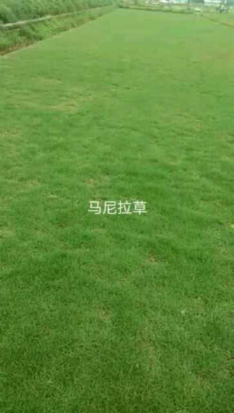 各种绿化草皮，大叶油草，台湾草，兰引三号，