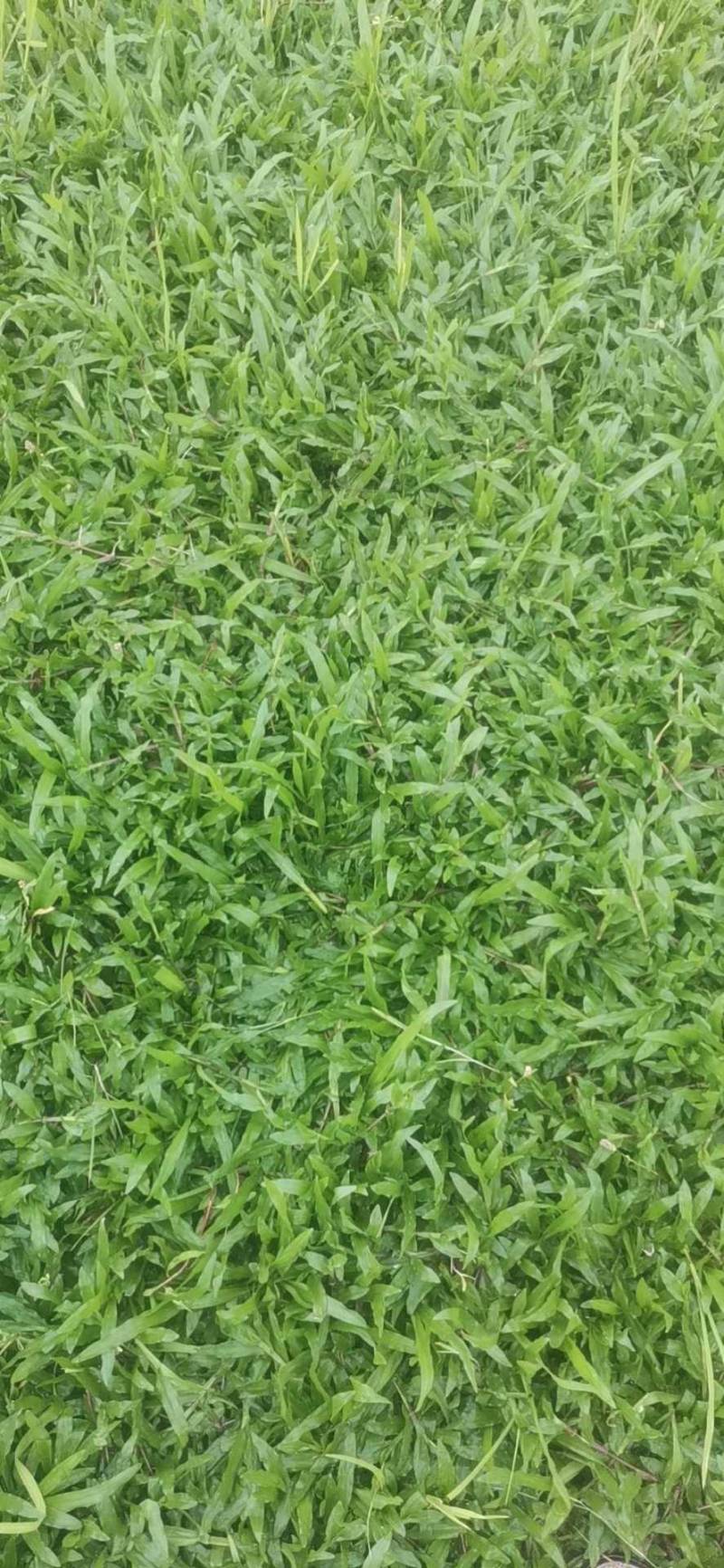 各种绿化草皮，大叶油草，台湾草，兰引三号，