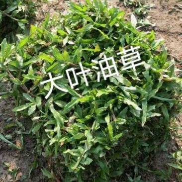 各种绿化草皮，大叶油草，台湾草，兰引三号，