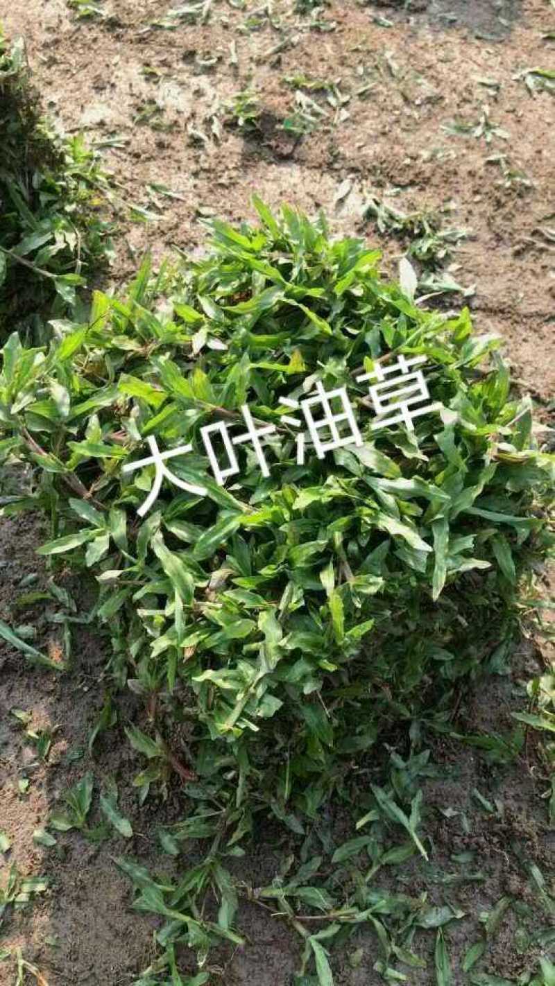 各种绿化草皮，大叶油草，台湾草，兰引三号，