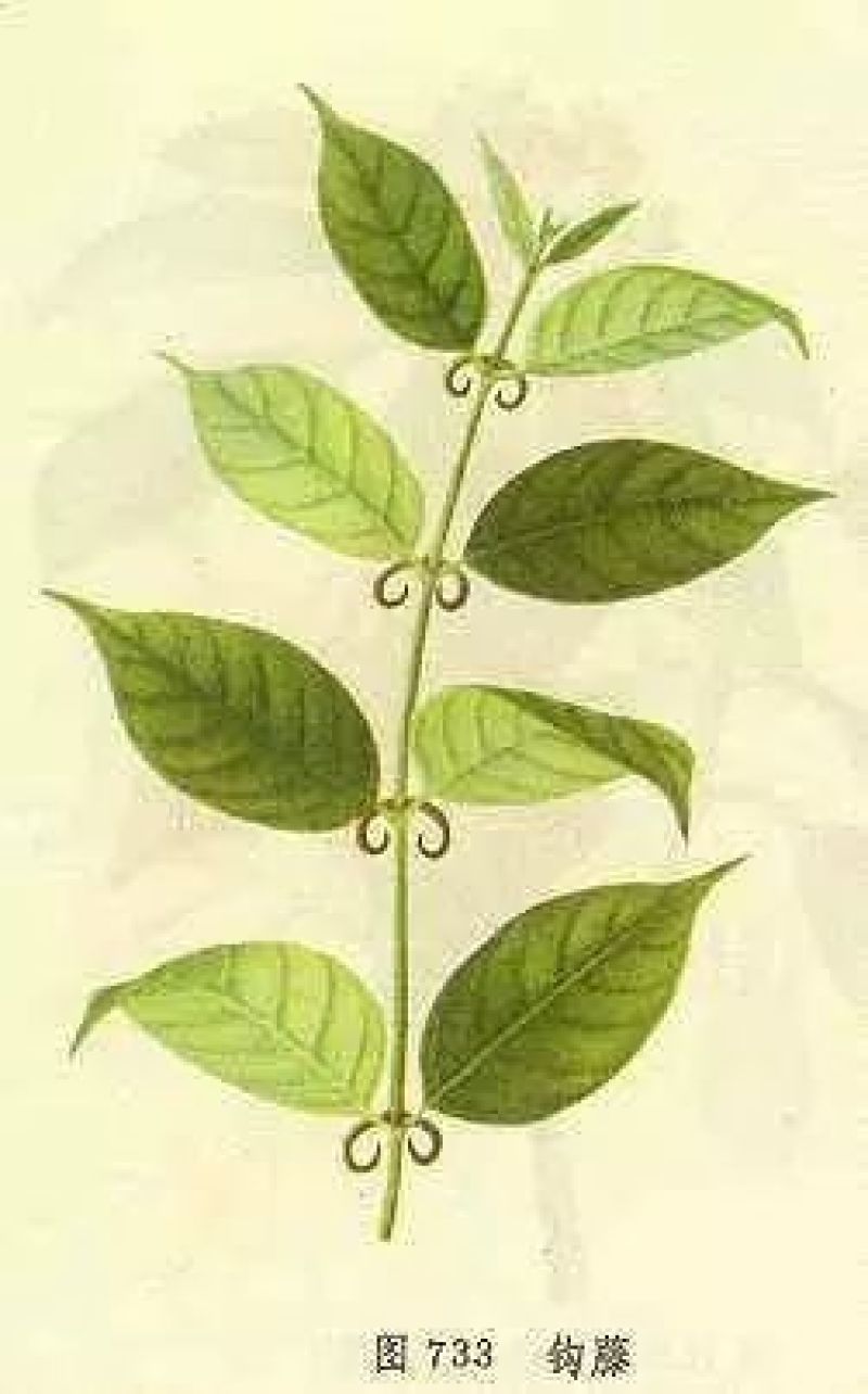 钩藤，钩丁，吊藤，鹰爪风，倒挂刺干货批发