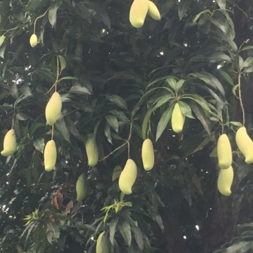 百色田阳红象牙芒果大量现货，有需要的联系我量大从优全国发