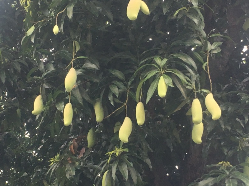 百色田阳红象牙芒果大量现货，有需要的联系我量大从优全国发