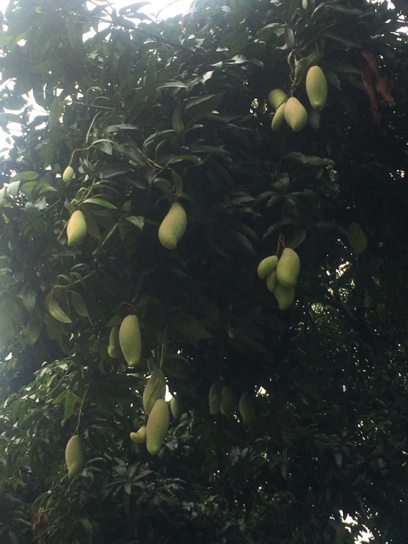 百色田阳红象牙芒果大量现货，有需要的联系我量大从优全国发