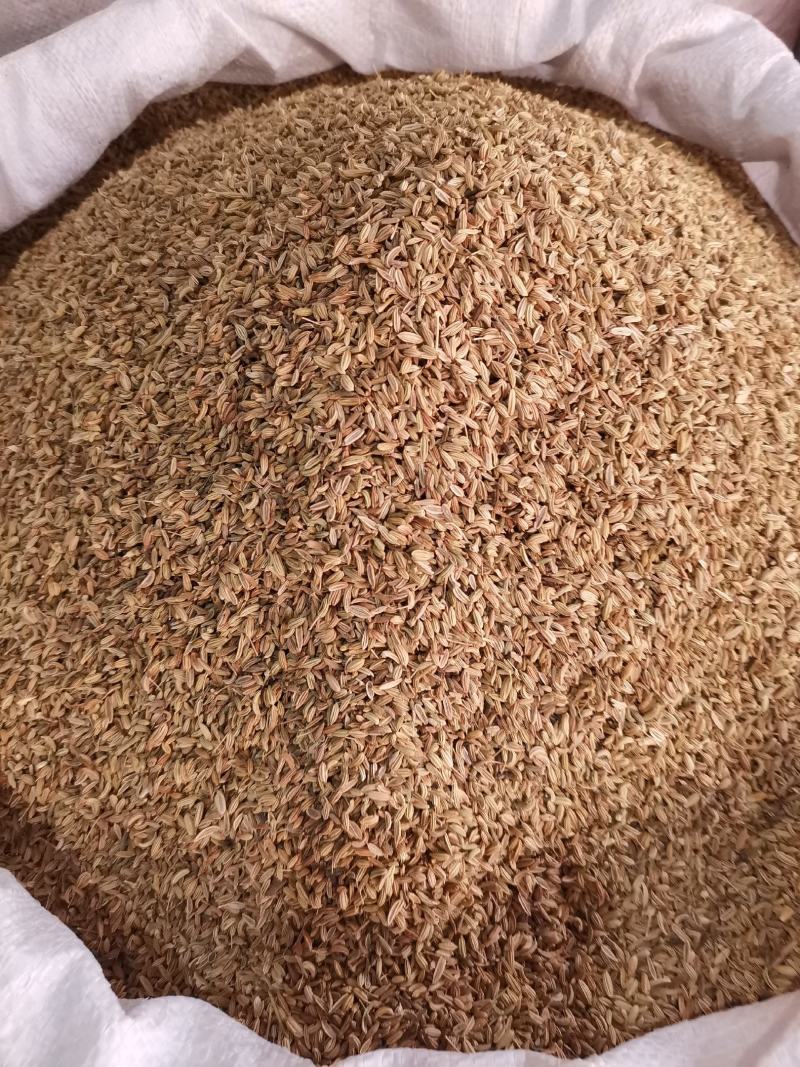 优质西北小茴香进口货无杂净货量大从优