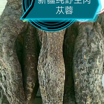 纯野生新疆肉苁蓉，硬质，长15厘米左右，一公斤5到7个。