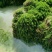 轮叶黑藻虾蟹养殖专用水草龙虾爱吃的必备水草