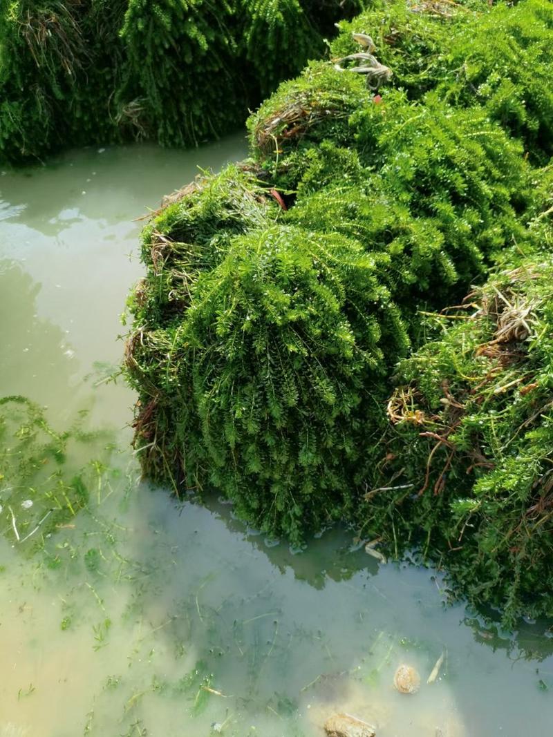 轮叶黑藻虾蟹养殖专用水草龙虾爱吃的必备水草