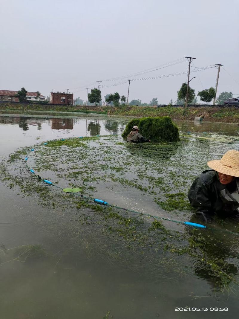 轮叶黑藻虾蟹养殖专用水草龙虾爱吃的必备水草
