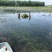 轮叶黑藻虾蟹养殖专用水草龙虾爱吃的必备水草