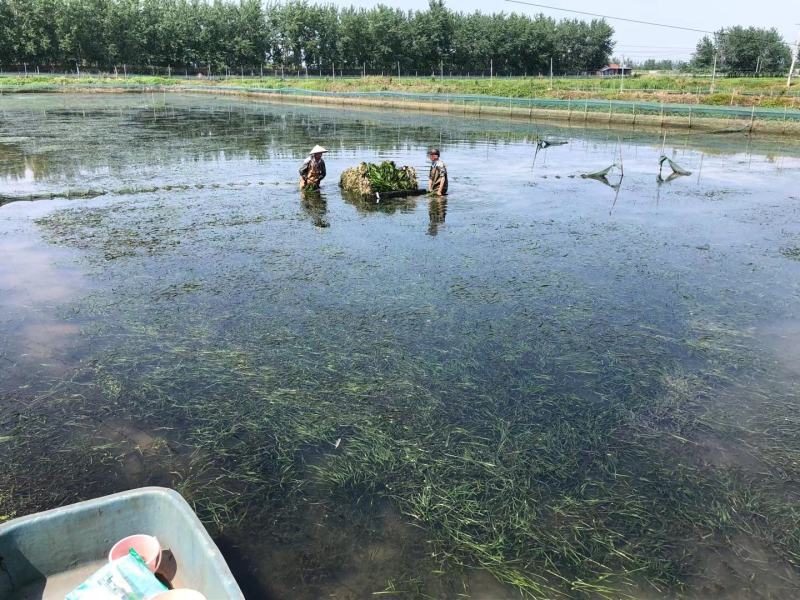 轮叶黑藻虾蟹养殖专用水草龙虾爱吃的必备水草