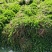 轮叶黑藻虾蟹养殖专用水草龙虾爱吃的必备水草