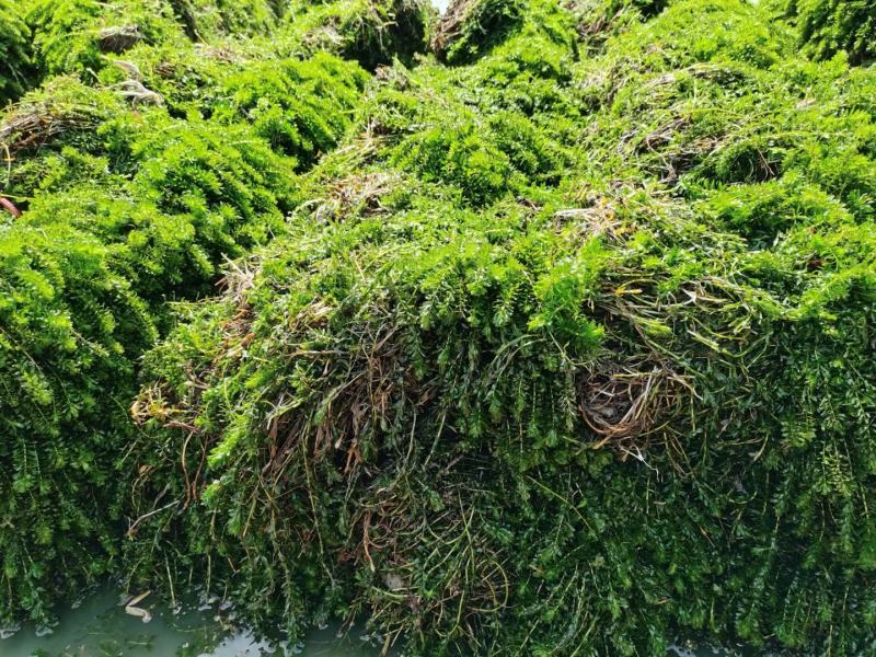 轮叶黑藻虾蟹养殖专用水草龙虾爱吃的必备水草