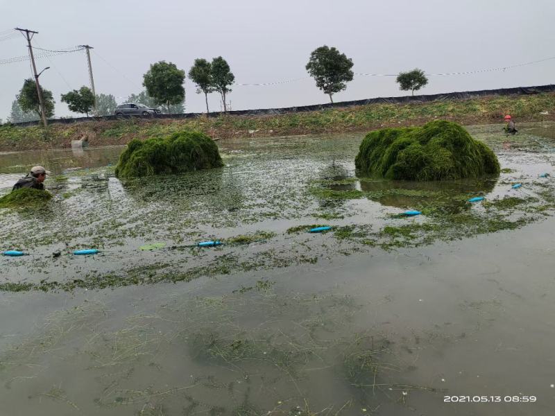 轮叶黑藻虾蟹养殖专用水草龙虾爱吃的必备水草