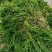 轮叶黑藻虾蟹养殖专用水草龙虾爱吃的必备水草