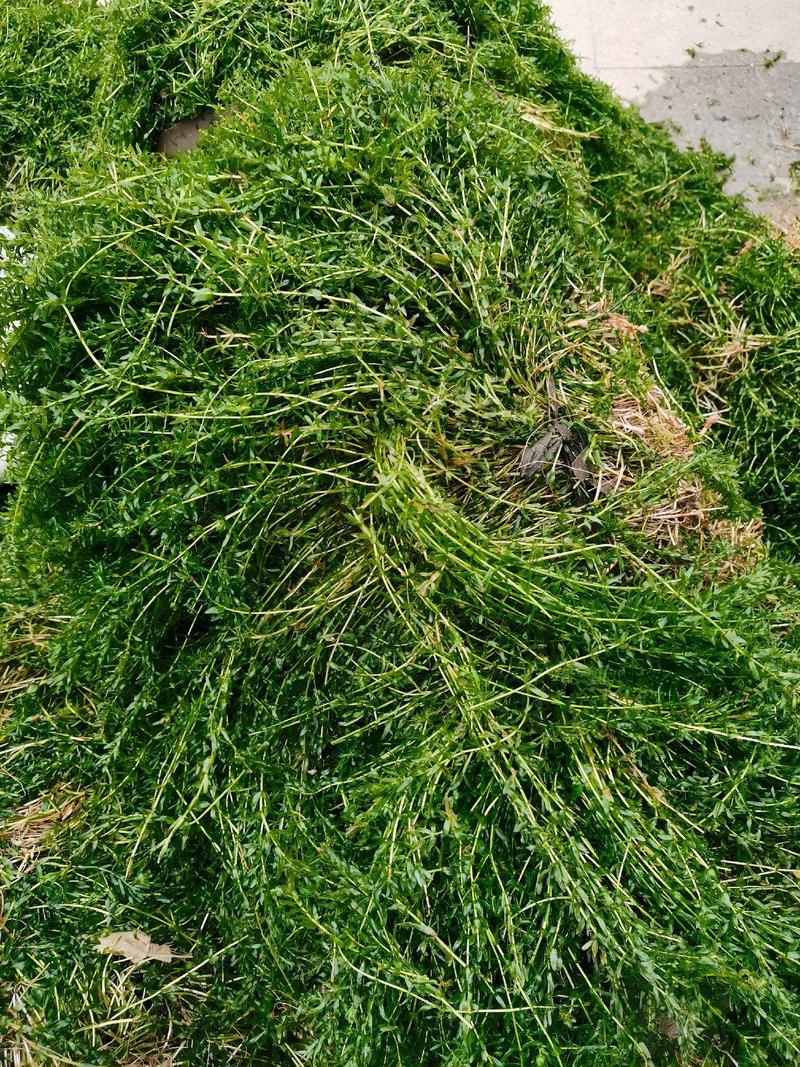 轮叶黑藻虾蟹养殖专用水草龙虾爱吃的必备水草