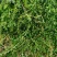 轮叶黑藻虾蟹养殖专用水草龙虾爱吃的必备水草