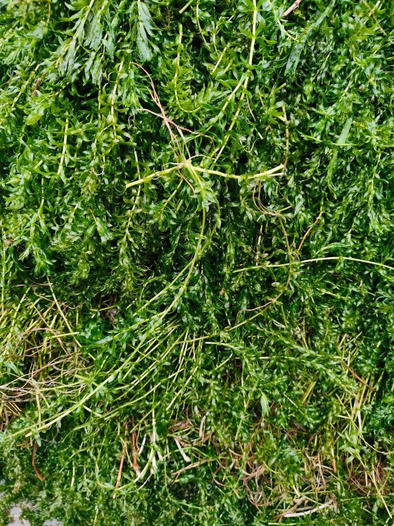 轮叶黑藻虾蟹养殖专用水草龙虾爱吃的必备水草