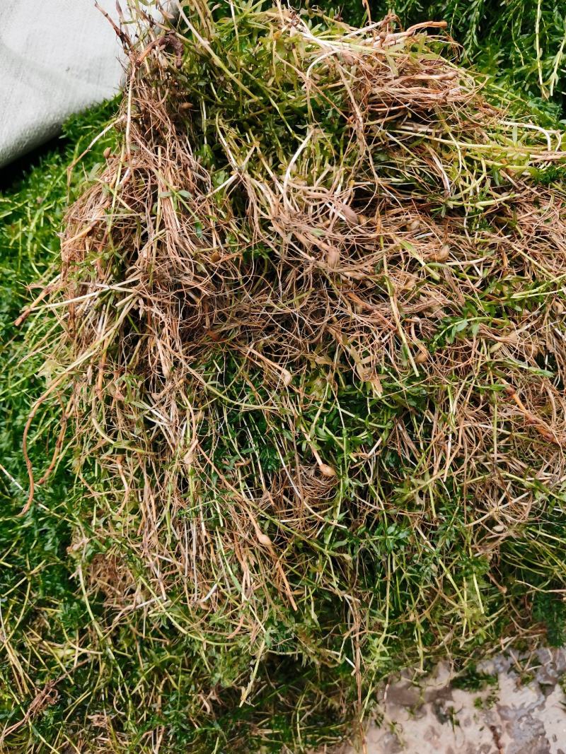 轮叶黑藻虾蟹养殖专用水草龙虾爱吃的必备水草