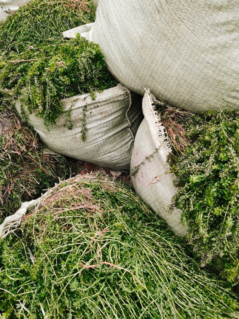 轮叶黑藻虾蟹养殖专用水草龙虾爱吃的必备水草