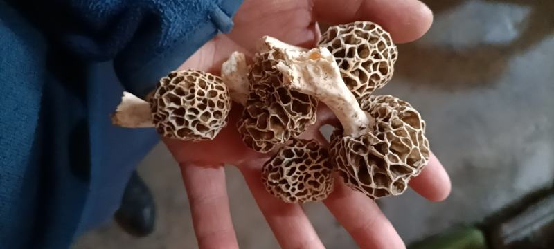 羊肚菌