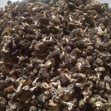 羊肚菌