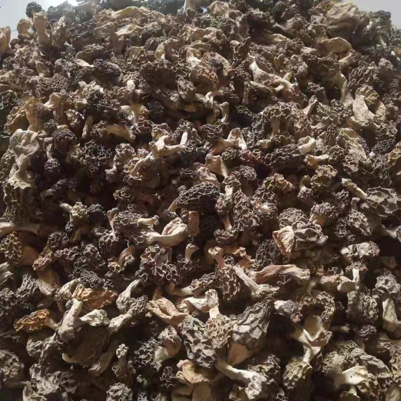 羊肚菌