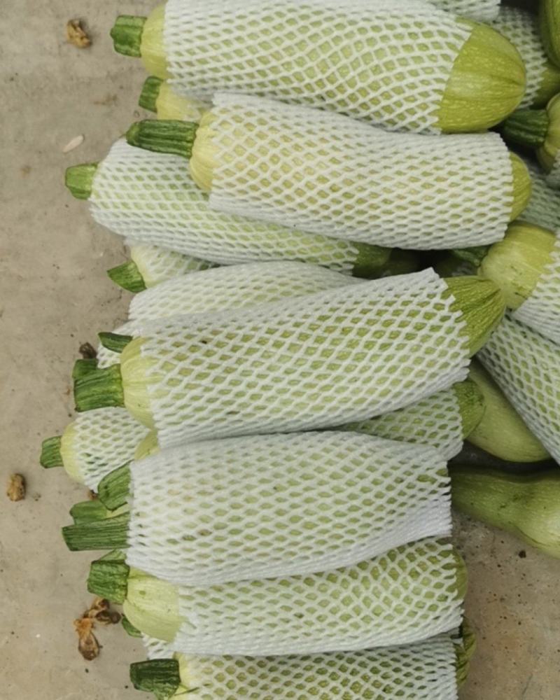贵州云南西葫芦产地直销