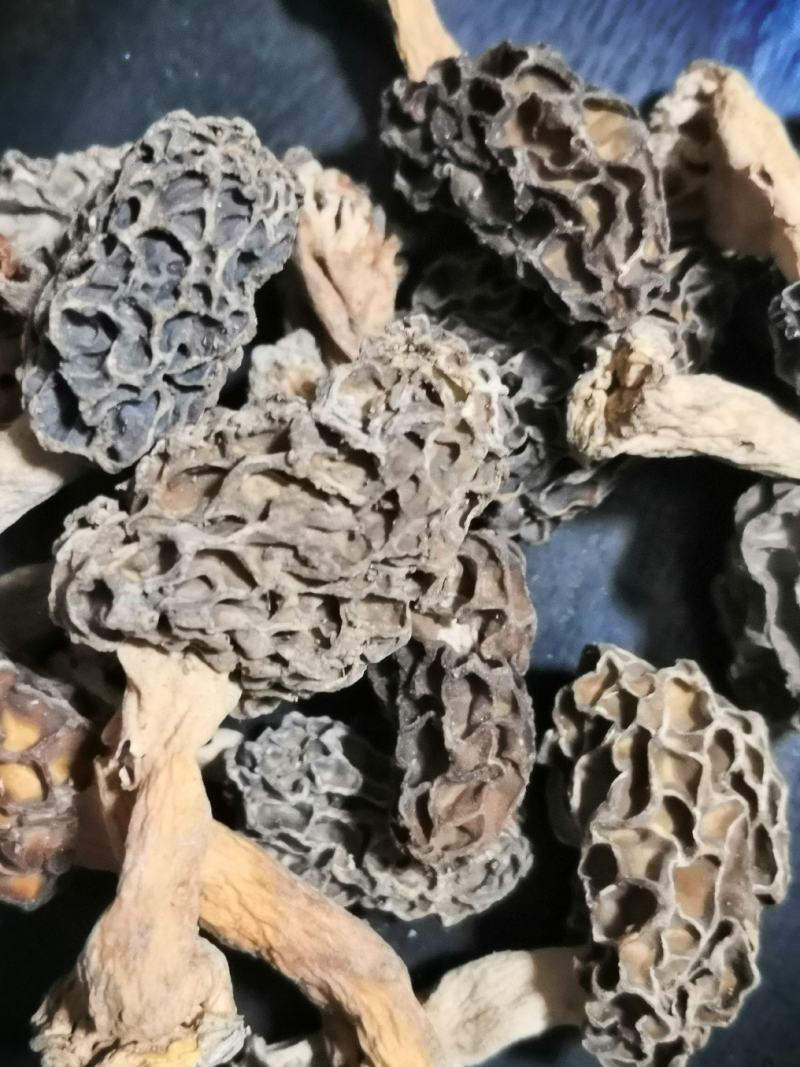 纯野生羊肚菌干货一手货源，质量保证，货真价实。