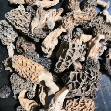 纯野生羊肚菌干货一手货源，质量保证，货真价实。