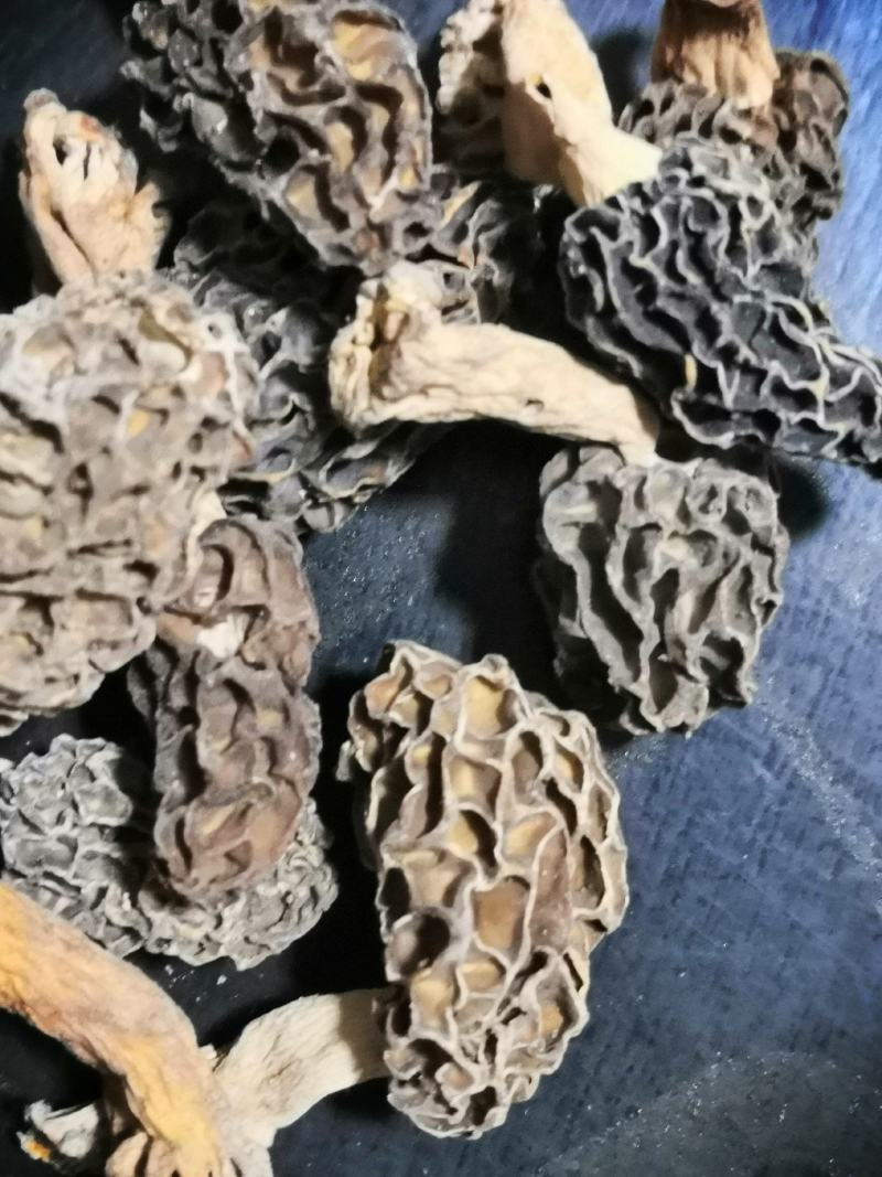 纯野生羊肚菌干货一手货源，质量保证，货真价实。