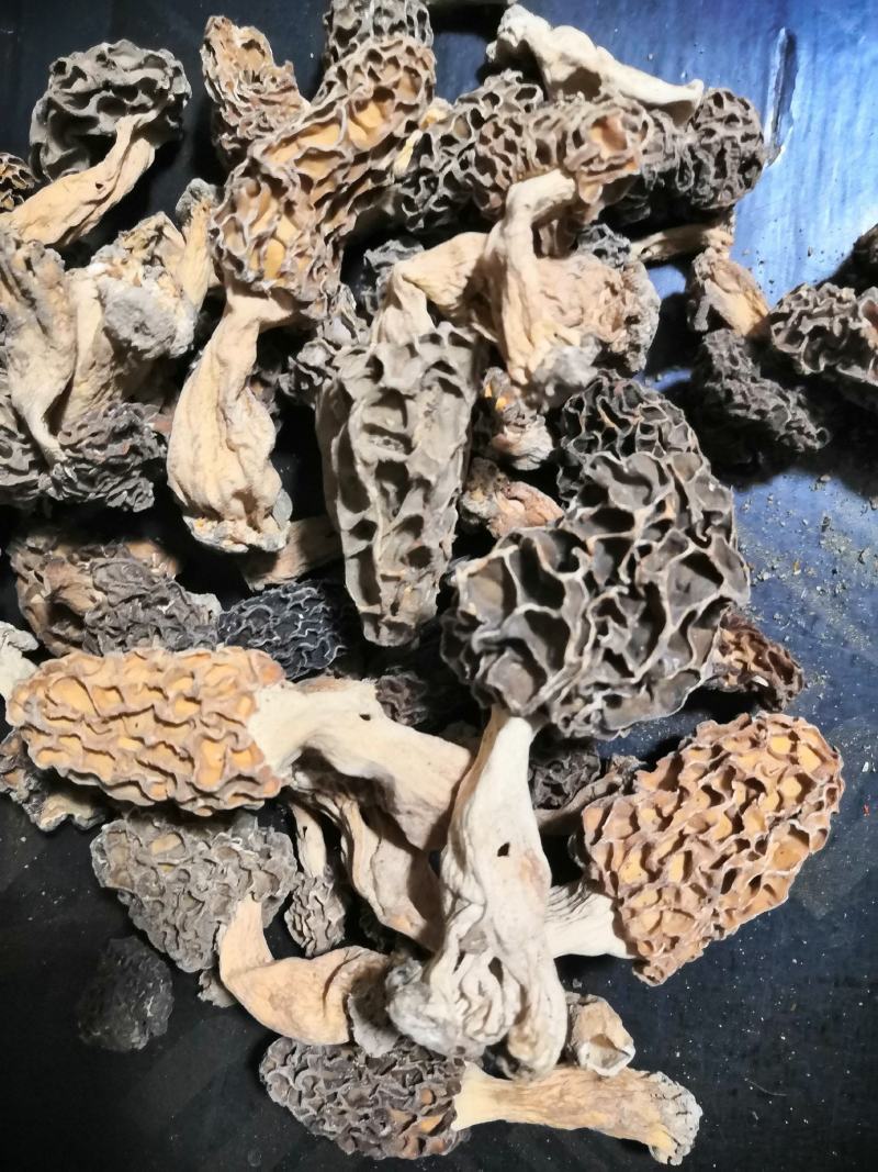纯野生羊肚菌干货一手货源，质量保证，货真价实。