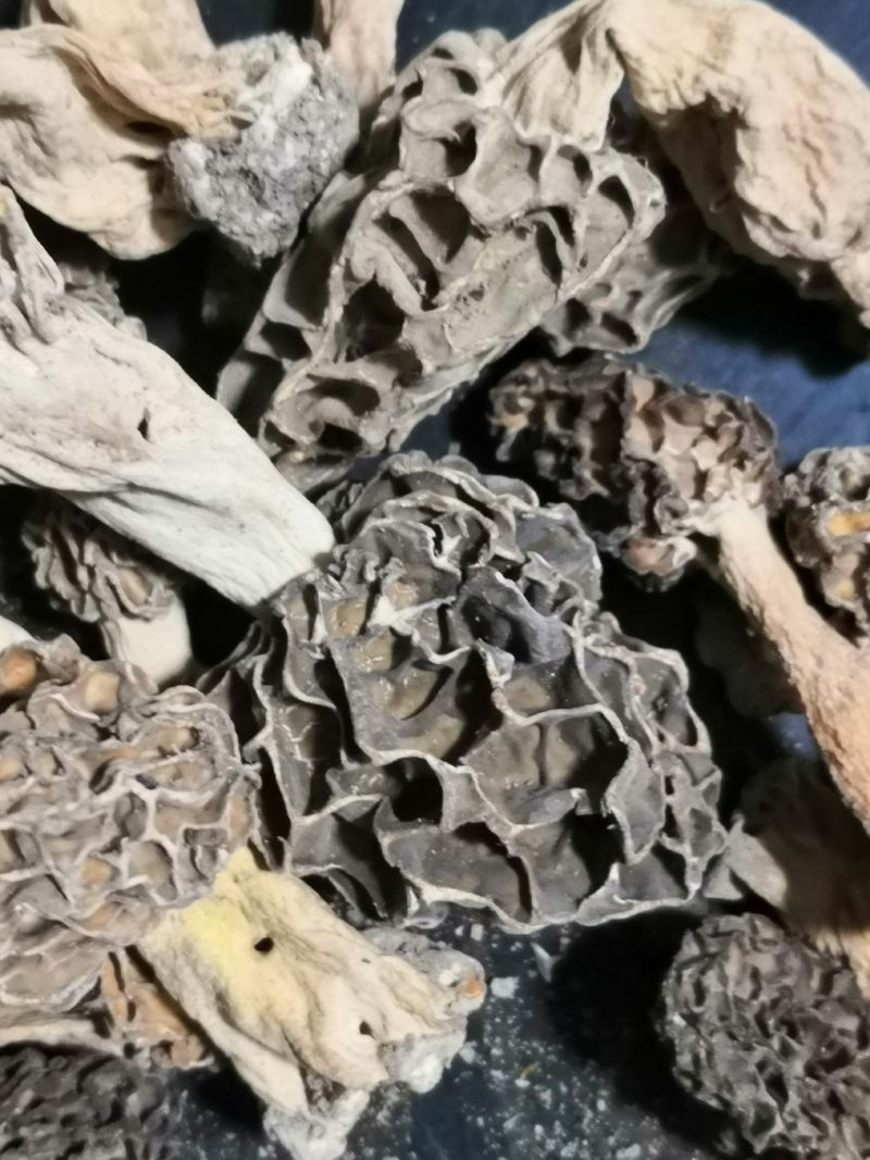 纯野生羊肚菌干货一手货源，质量保证，货真价实。