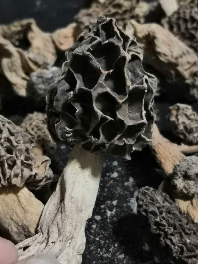 纯野生羊肚菌干货一手货源，质量保证，货真价实。