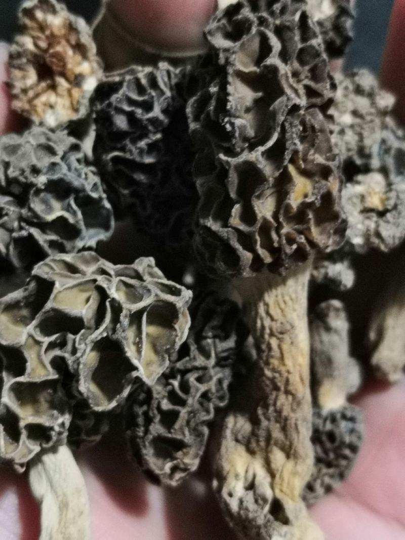 纯野生羊肚菌干货一手货源，质量保证，货真价实。