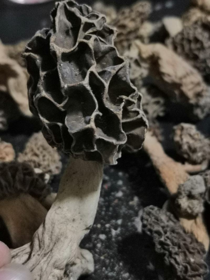 纯野生羊肚菌干货一手货源，质量保证，货真价实。