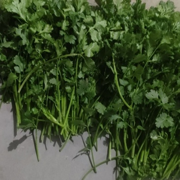 河南脱水香菜,大棚,陆工厂加工货,市场货,一年四季不断货