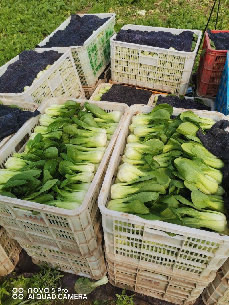 精品小青菜上海青大棚货，陆地货都有代收代发全国