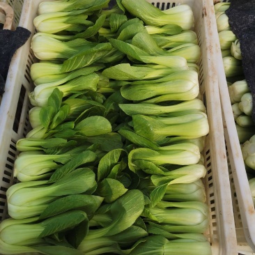 精品小青菜上海青大棚货，陆地货都有代收代发全国